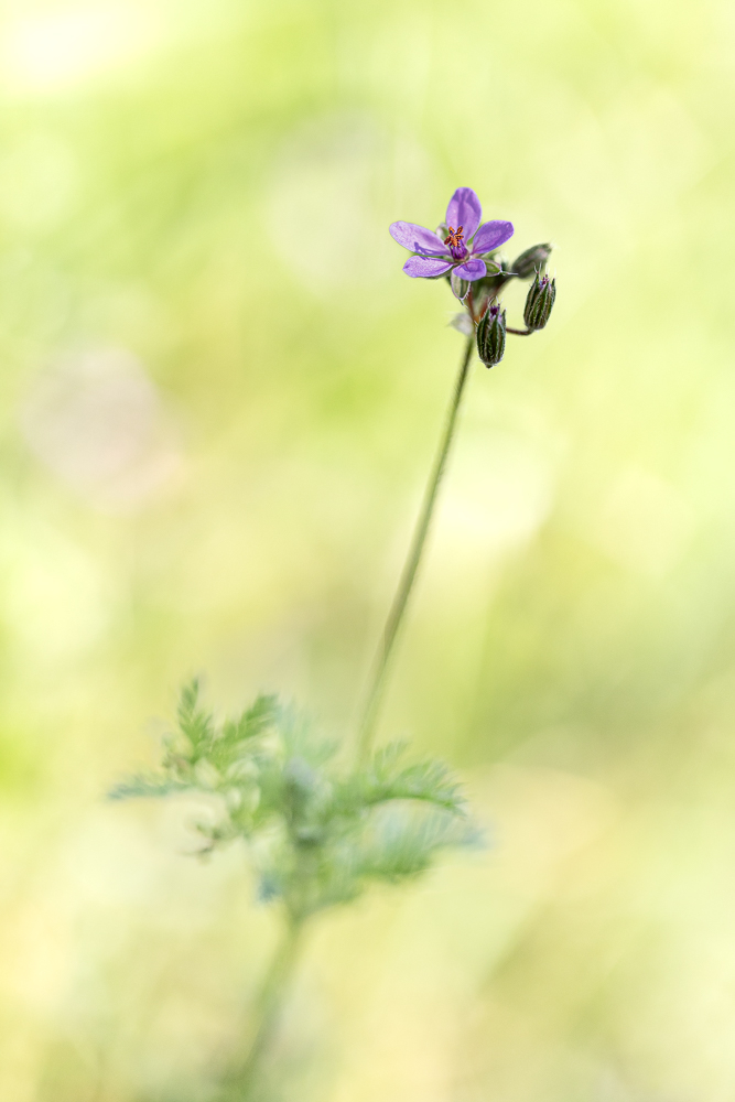 fleur-3.jpg.f8bbca626ea0c2a09c5ae39084510269.jpg