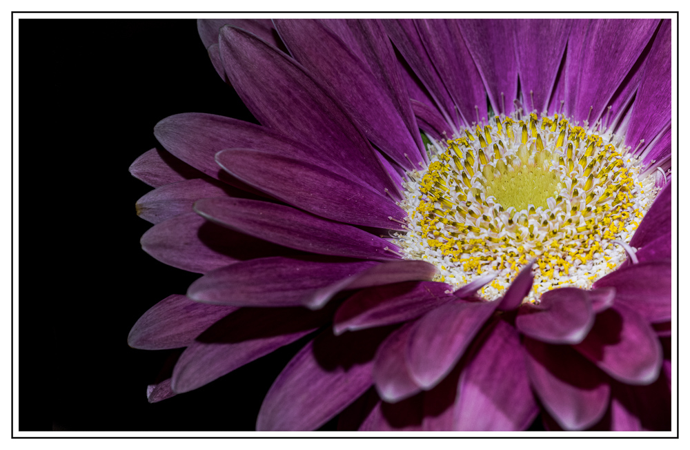 fleur.jpg.0bbf093644b8cfddfc876ae8719a9d9e.jpg