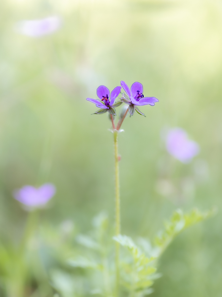 fleur.jpg.0d2f611aebab47e9eb5198c4b027325d.jpg