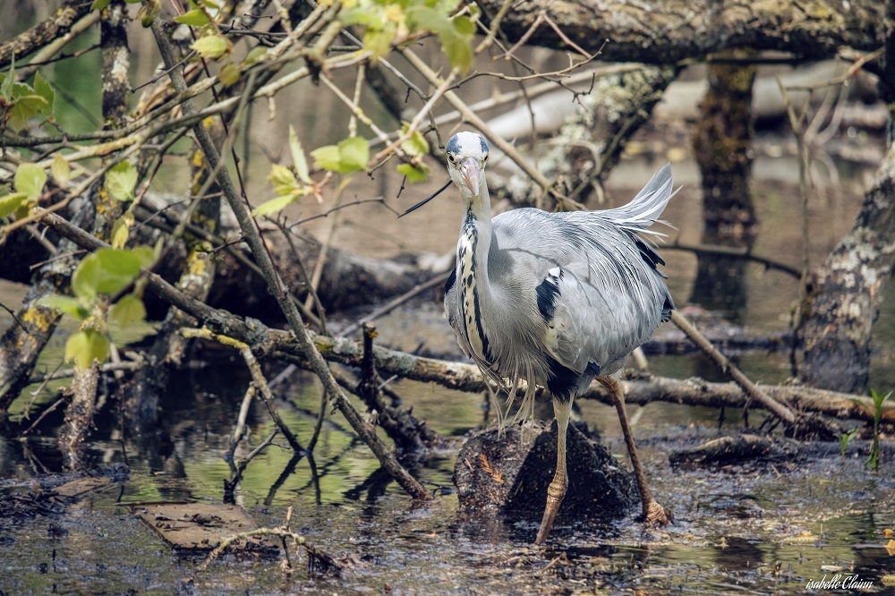 heron Afp.jpg