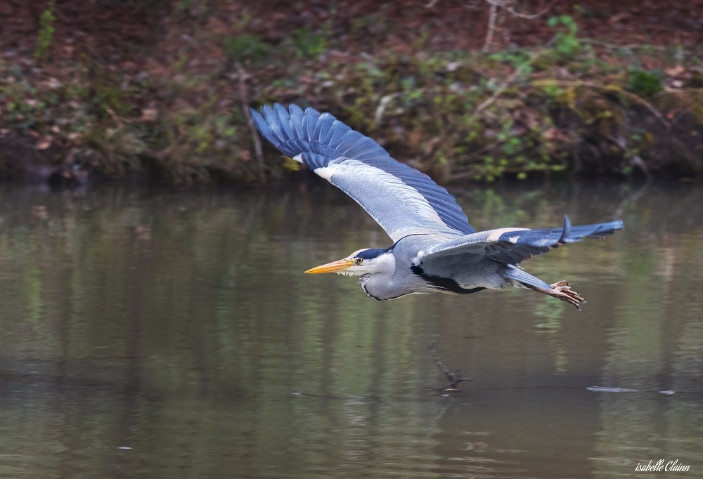 heron en vol fp.jpg