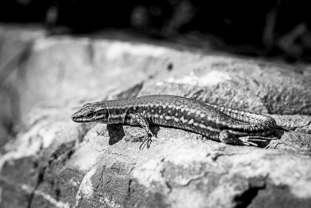 lezard-2.jpg.0c5f19eb755445676abf30c9afd2e21b.jpg