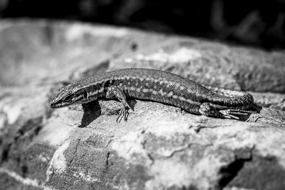 lezard-3.jpg.42099b7d221255dd8ad98f33821bdc83.jpg