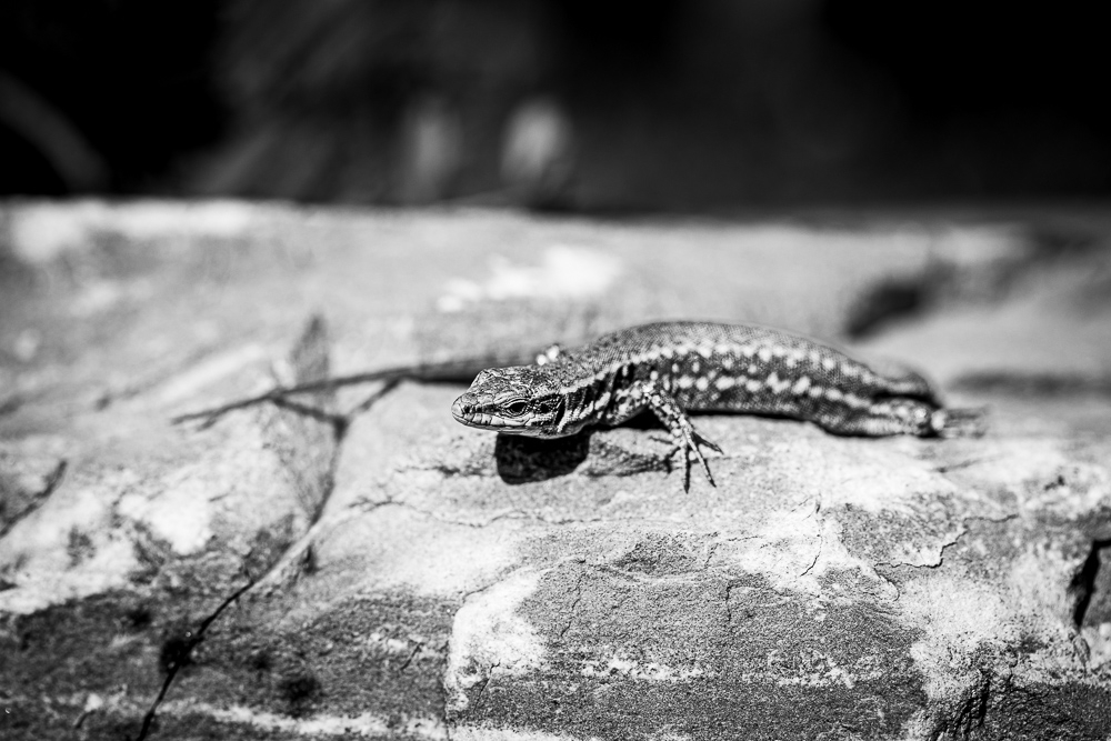 lezard.jpg.c0b637c0c21a744e2a55cea43a7f7f17.jpg