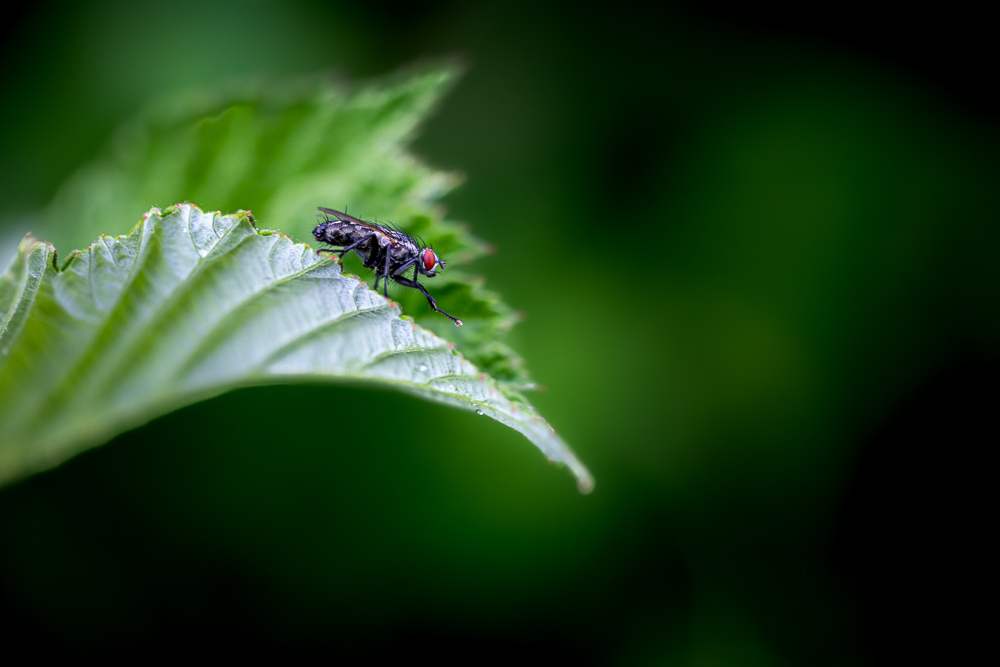 macro-2.jpg.49402b3e7c48cb0c02c5b9446ce07441.jpg