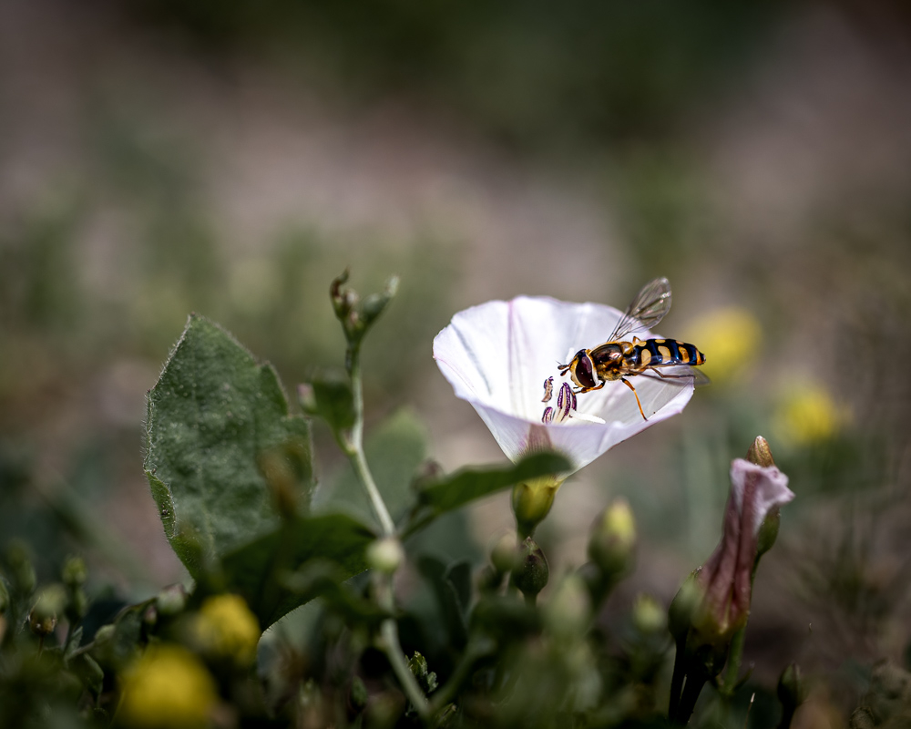 macro-2.jpg.8b7556fee68b82459672b87d11c47bc2.jpg
