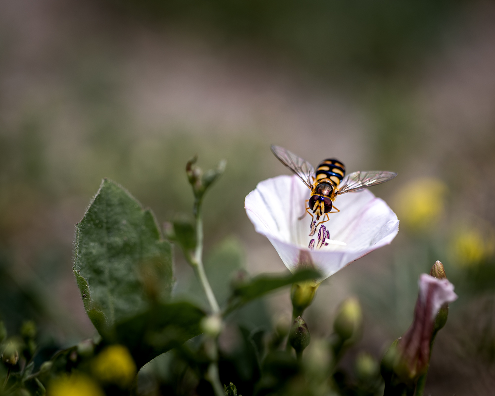 macro-3.jpg.0a94c6e9774da84f6dd636e17ff23276.jpg
