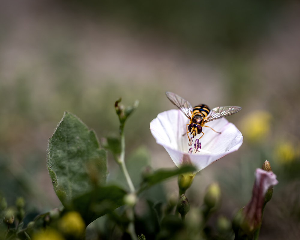 macro-4.jpg.7b33739526ebcb4b7db957b322ae65d9.jpg