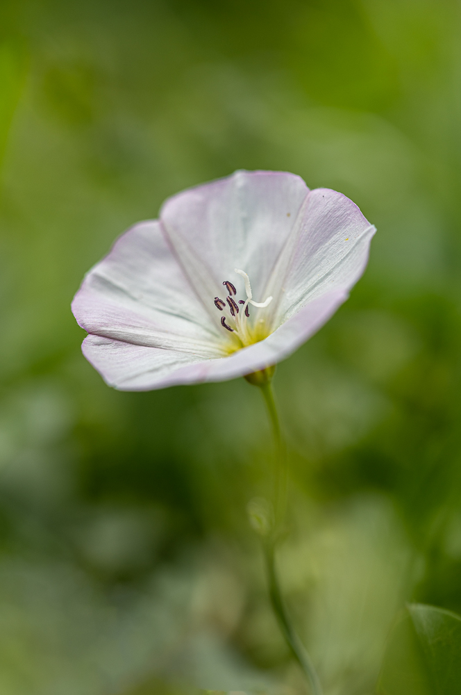 macro-5.jpg.39a8914e72d4731ac94c0d4c17cdbfa0.jpg