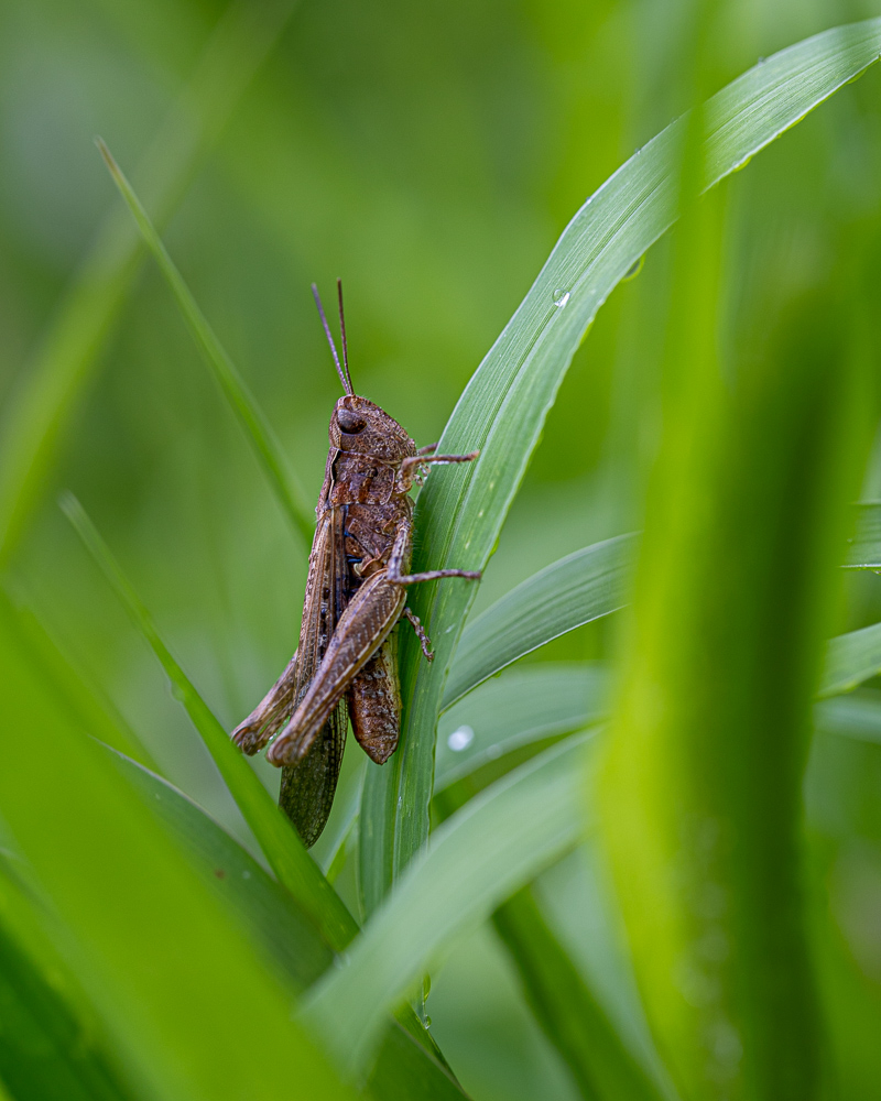 macro.jpg.91c220ae69a7031b73197360445a7ef6.jpg