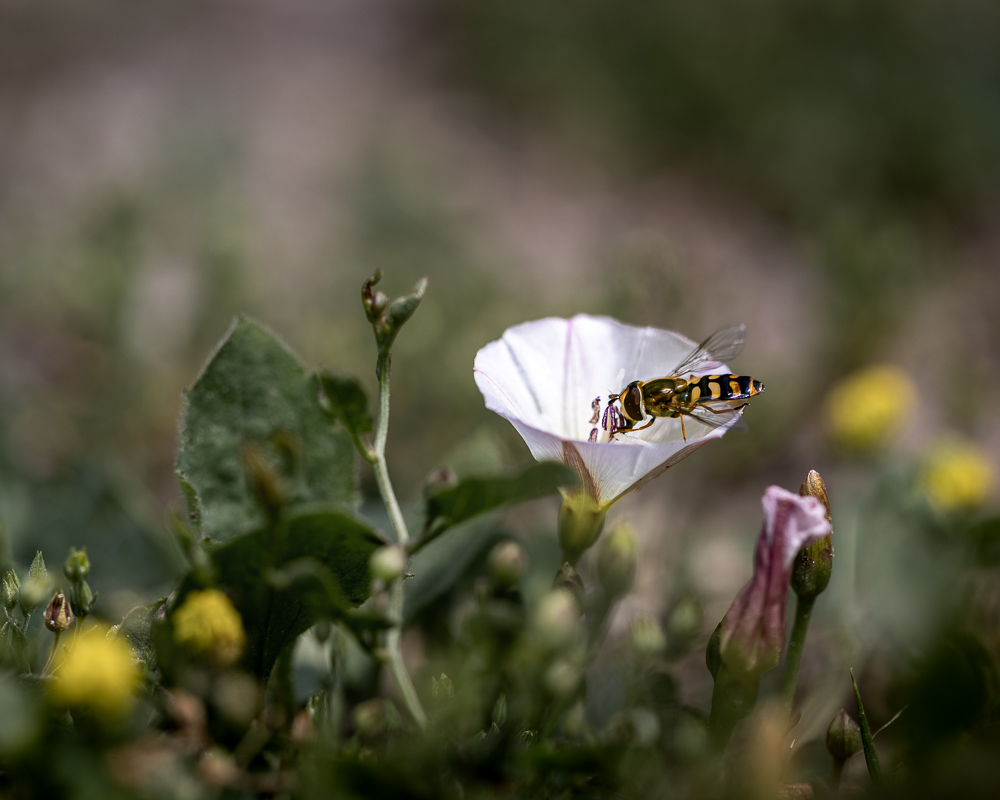 macro.jpg.ad98f413bb46f89600d98d812db56a43.jpg