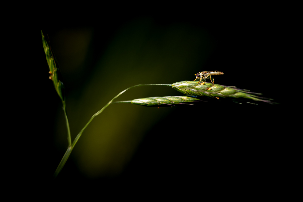 macroFB-2.jpg.73cf6c1c16ef2c3cc5b159137be03291.jpg