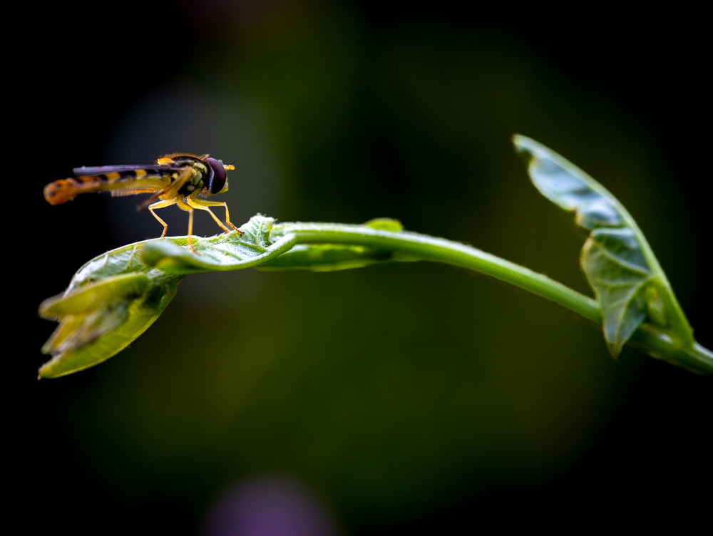 macroFB-4.jpg.715890dd7682be988895a0204e34b771.jpg