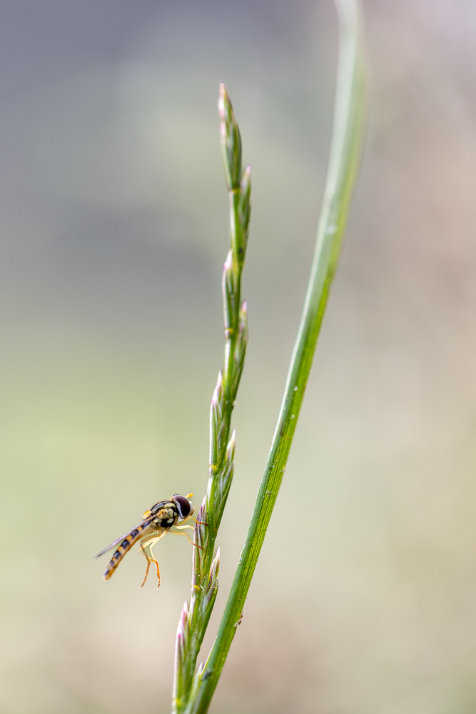 macrofb-2.jpg.c9ab020c030c86ba43afd98541cc44f6.jpg
