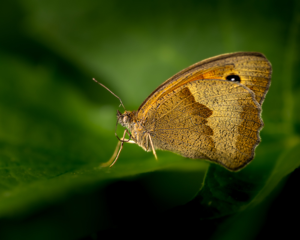 macrofb-3.jpg.703c6e2ecbf0002bbfa8bcecef9f41dc.jpg