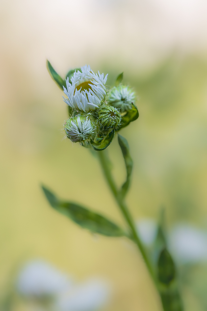 paquerette-2.jpg.a5624103ca4777b4f4ab18b8cde2abd0.jpg
