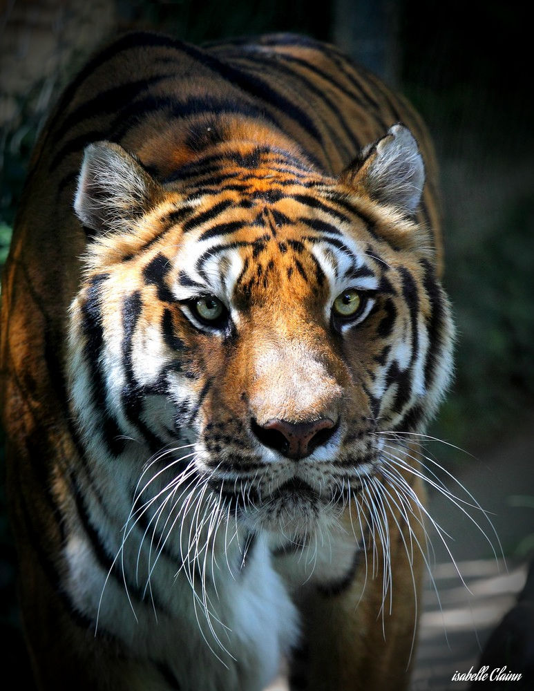 tigre_12.jpg