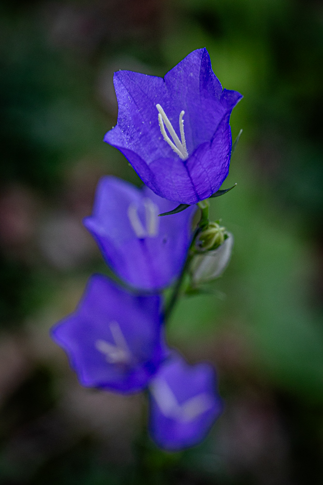 violette-2.jpg.40b205ed33f5586b2dce27da29191759.jpg