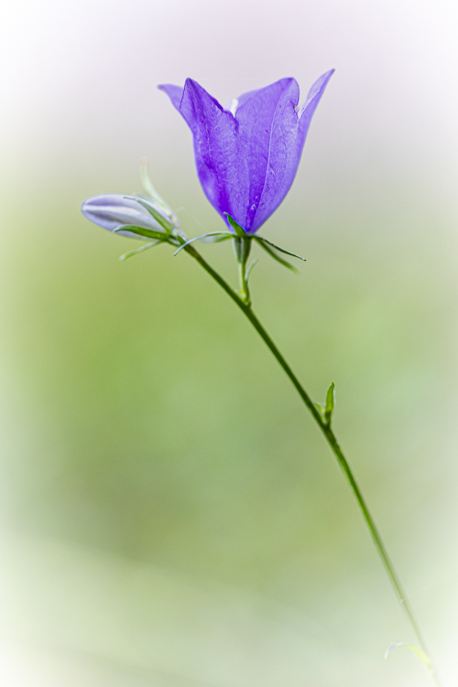 violette-3.jpg.37918b4bb79d8006ff6e5400179f849b.jpg