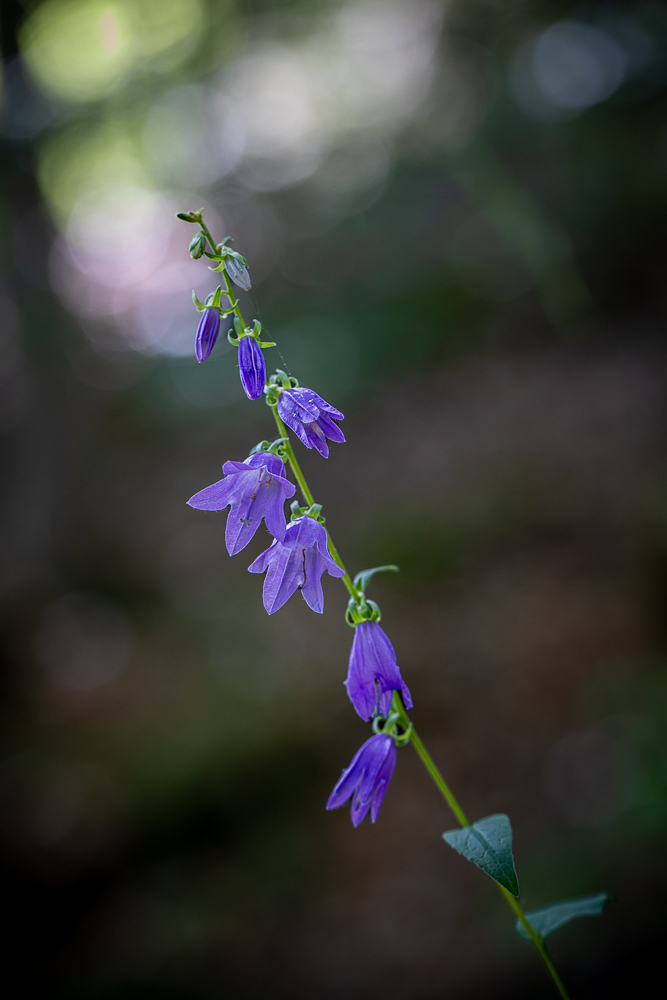violette-4.jpg.d101b6ca03d10b267a7180b0bb4c7da3.jpg