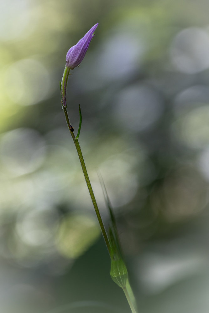 violette.jpg.86cd72895a9066f57215b2c90daa61af.jpg