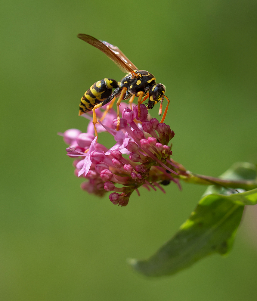 0B8A2088-export.jpg.01edd65d0e36f60a6436c2f909b415f0.jpg