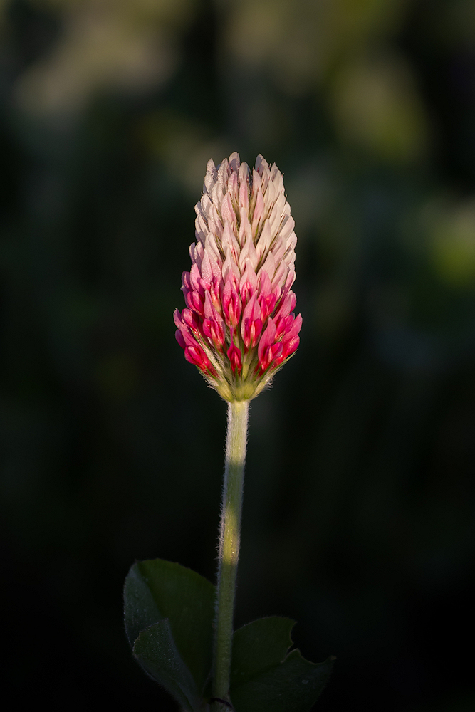 104A1541-Modifier-export.jpg.567c3f3df4af6aab37789cb024c5ce17.jpg