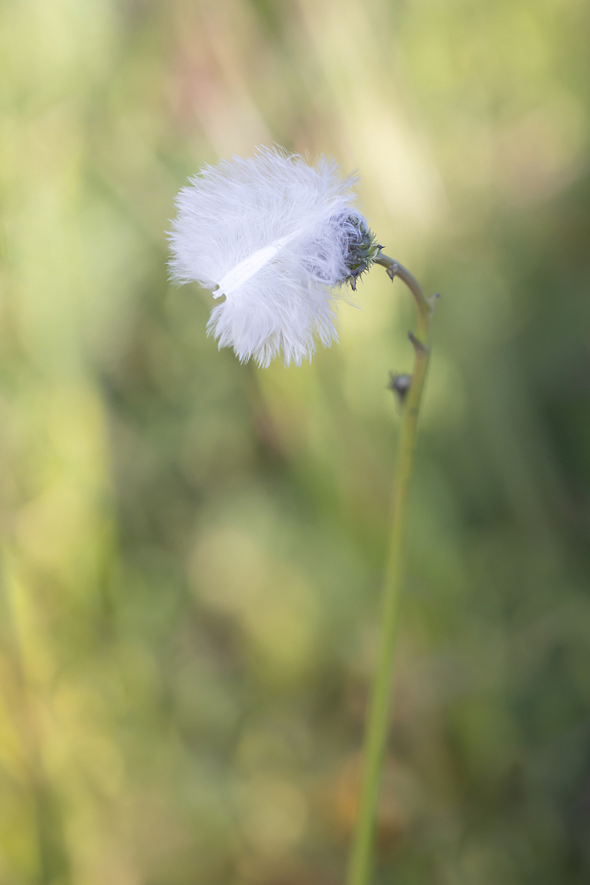 104A1727-export.jpg.f57a8d675c458dc39e13e2ca6623b9ac.jpg