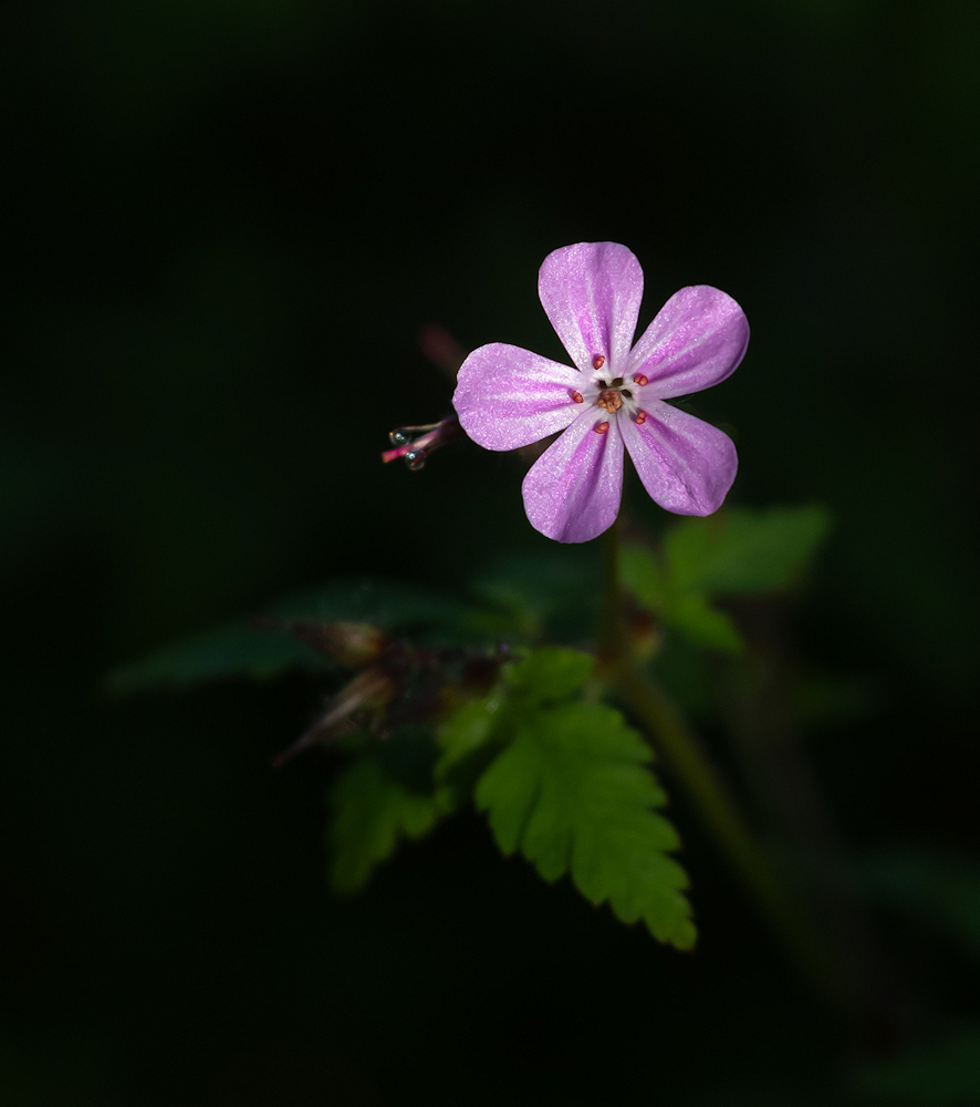 104A2451-export.jpg.766861be47b4febb0aa6f753d35f6c72.jpg