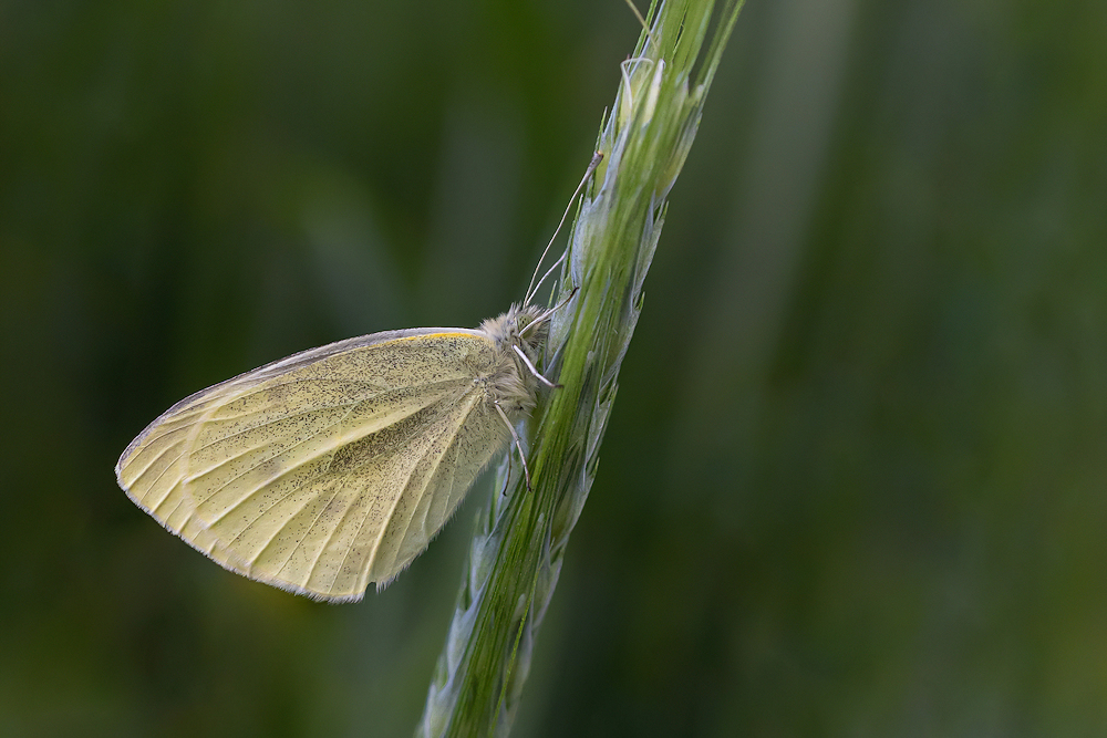 104A2686-export-piride.jpg.691b7e72d5d1df33ea63a561eff2490e.jpg