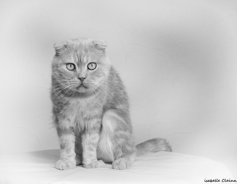 1957434858_leschats11fp.jpg
