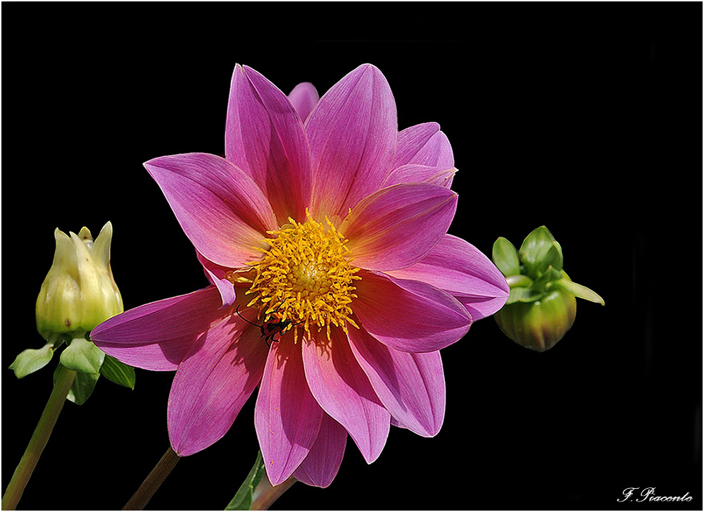198_Dahlia.jpg.cf881d6a3de714ff9a93370b90026a9a.jpg