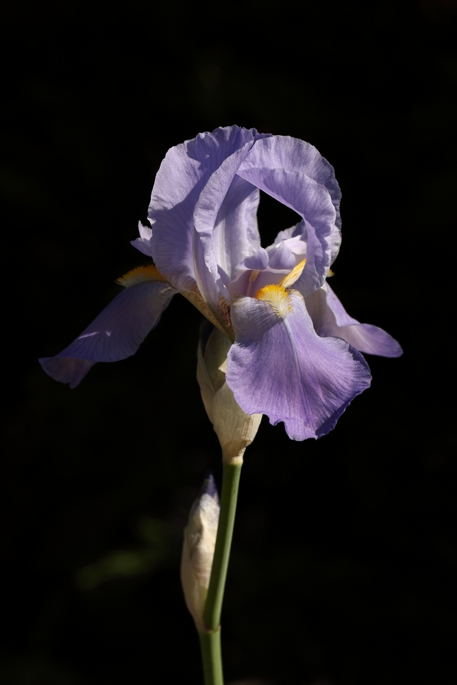 2G6A4810.JPG