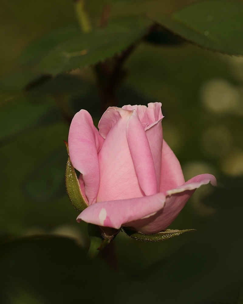 2G6A6395.JPG