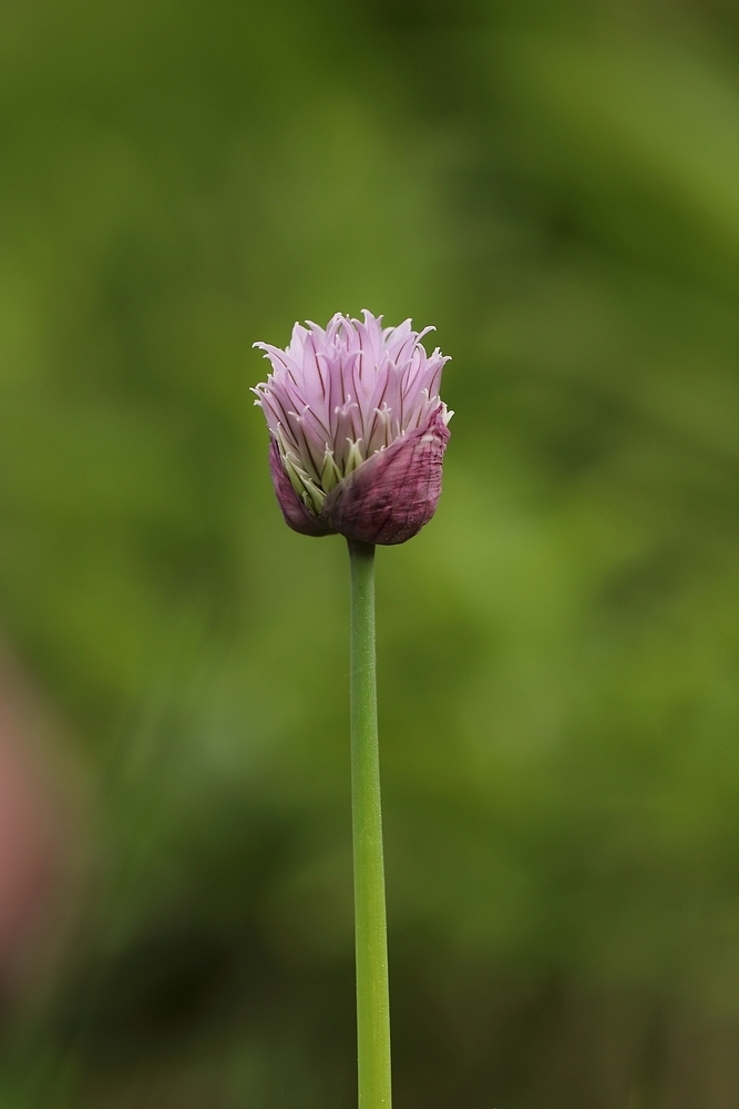 2G6A6403.JPG