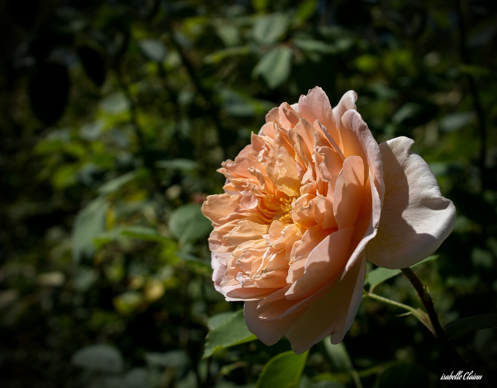 5aa1a2d2aa455_106fp.jpg