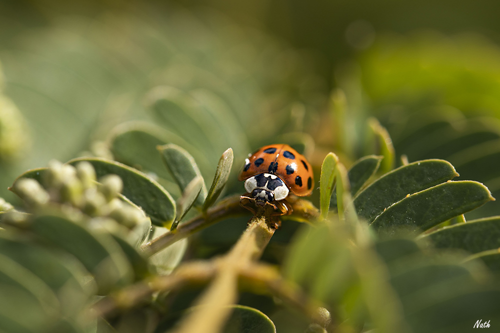 Coccinelle.jpg.3ec4ba6dd3fb3d288d1a497fe0527740.jpg