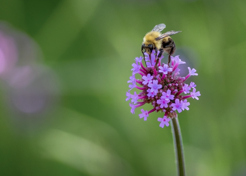 IMGP0063-Modifier-Modifier.jpg.ba345c65fc4a8819c3899d5e2333d9f9.jpg