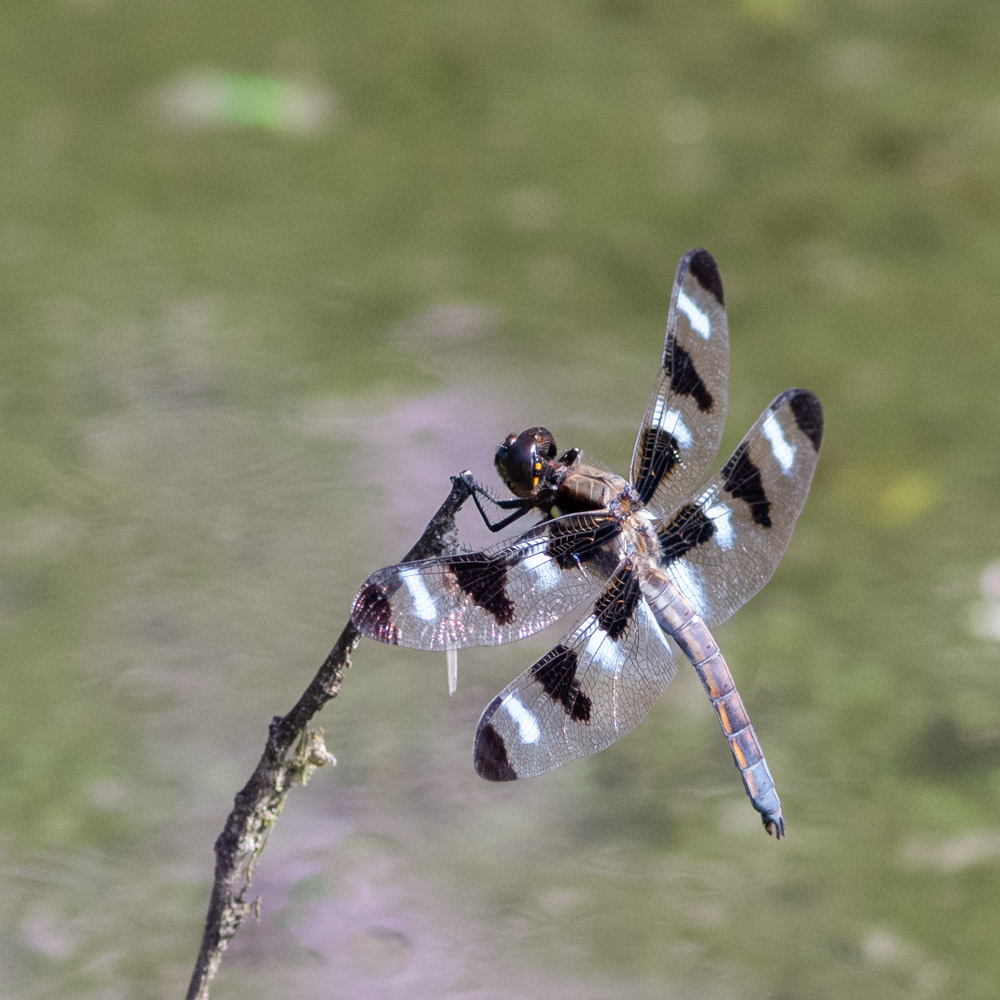 K1__4646-Modifier.jpg.2f4c916b0c5d1e486c76743dcef75165.jpg
