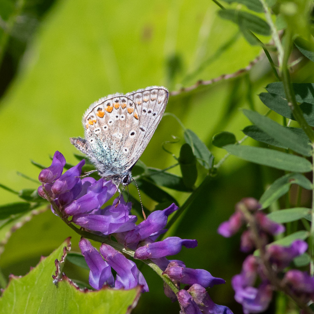 K1__4860-2.jpg.f604ba22185a65de4d6e7b1dc786736f.jpg