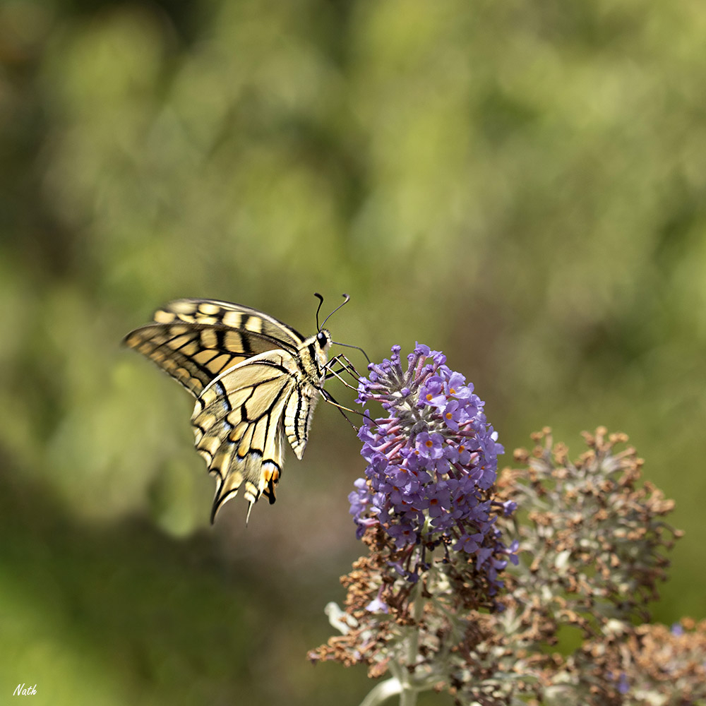 Machaon.jpg.f9e5d417bb07a1537f1c6be658801dfa.jpg