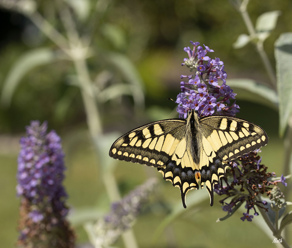 Machaon_5.jpg.87a99cb26f58ac695fe3a91be905e2ba.jpg