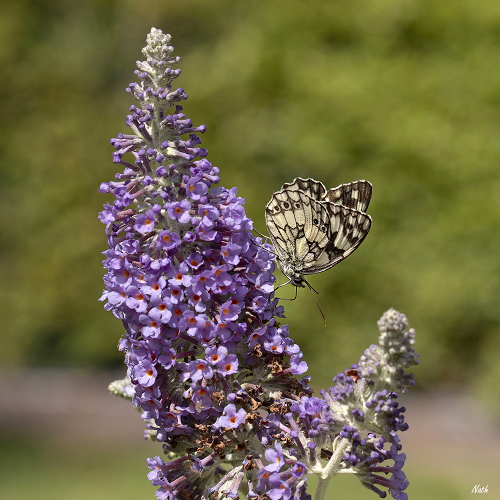 Papillon.jpg.262044d8da143d561e6e2d8da8292ff1.jpg