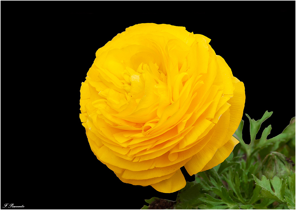 Renonculejaune_2.jpg.d9de071e61d40b26699d00e1025b3741.jpg