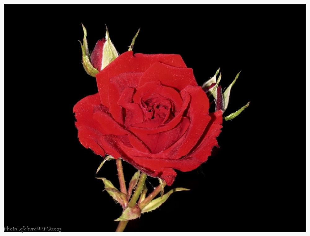 Roseretouche.jpg.04cc846200b3e659da36a84337b4a961.jpg