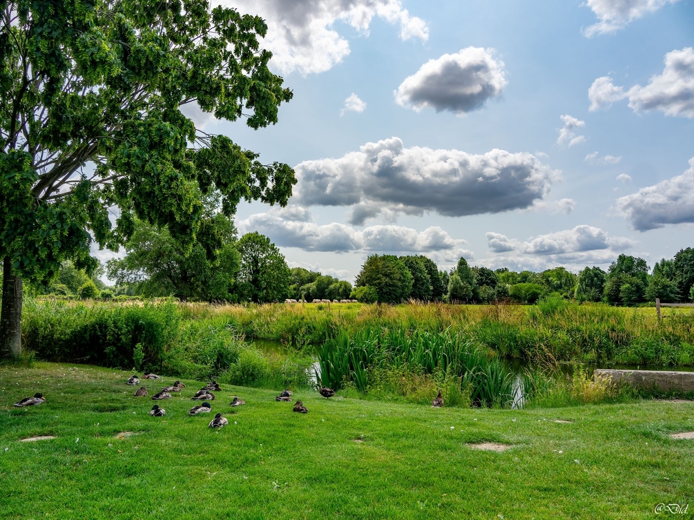 _6261251-ORF_DxO_DeepPRIME-2 ter .jpg