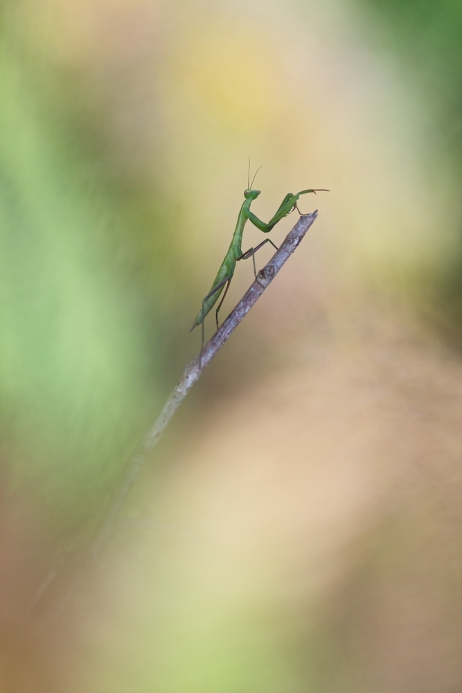 _DSC1770.jpg.f9c04535e59a5779543fa1b72d118886.jpg