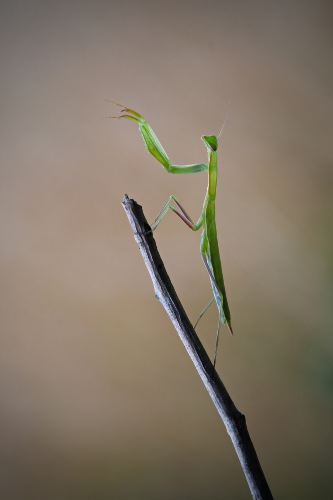 _DSC1807.jpg.9f8fd97b22c2de98504be6fcb7046567.jpg