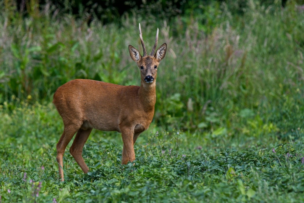 _DSC5339.jpg.902779d4902daf8d0e9111bfd78870d3.jpg