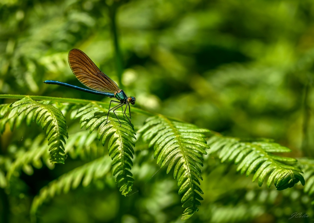 _DSC9640-1.JPG.1118132bb629121049e7e4f415954832.JPG